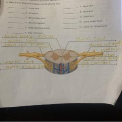 Review sheet exercise 15 spinal cord and spinal nerves