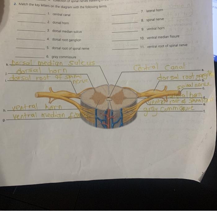 Review sheet exercise 15 spinal cord and spinal nerves