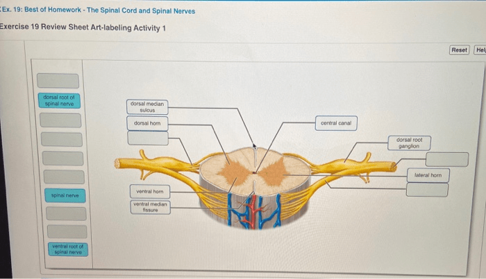 Spinal nerves