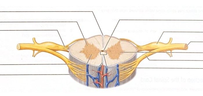 Review sheet exercise 15 spinal cord and spinal nerves